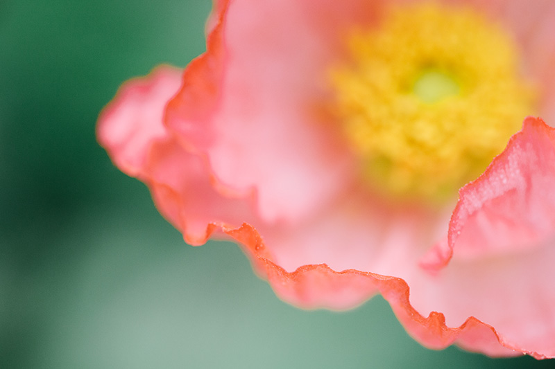 iceland-poppy 3