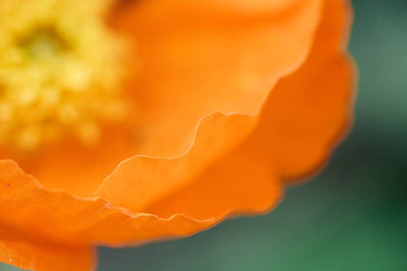 iceland-poppy 2