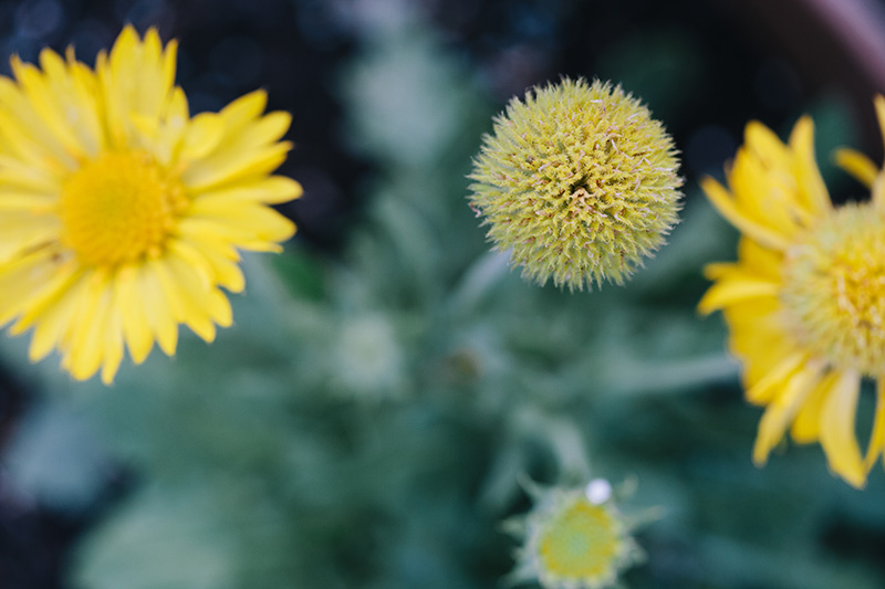 blanket-flower 2