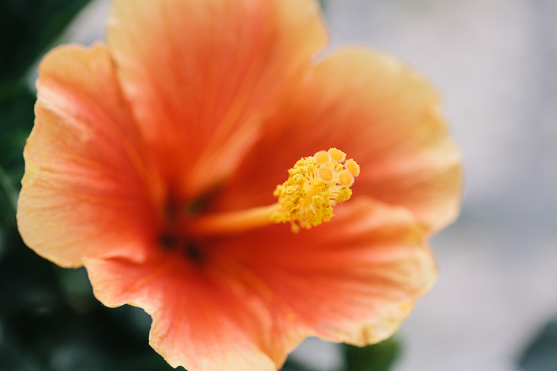 hibiscus 3