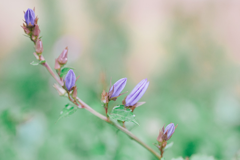 campanula-blue-waterfall 2