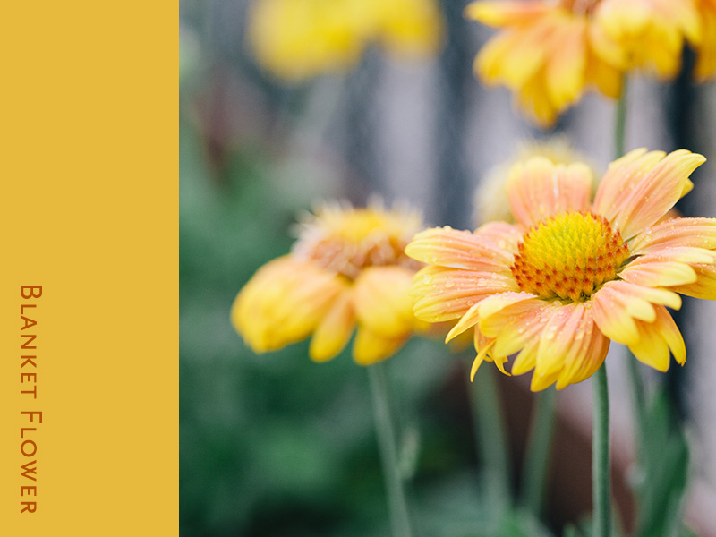 blanket-flower 1