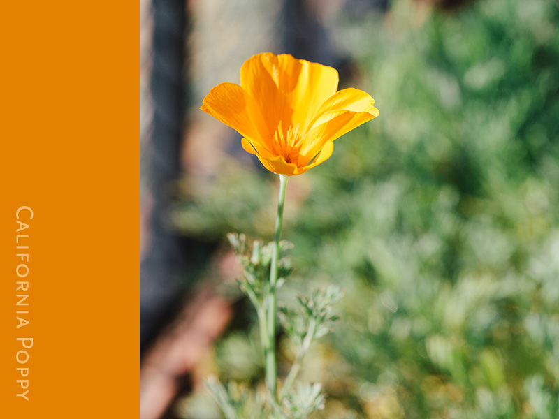 california-poppy