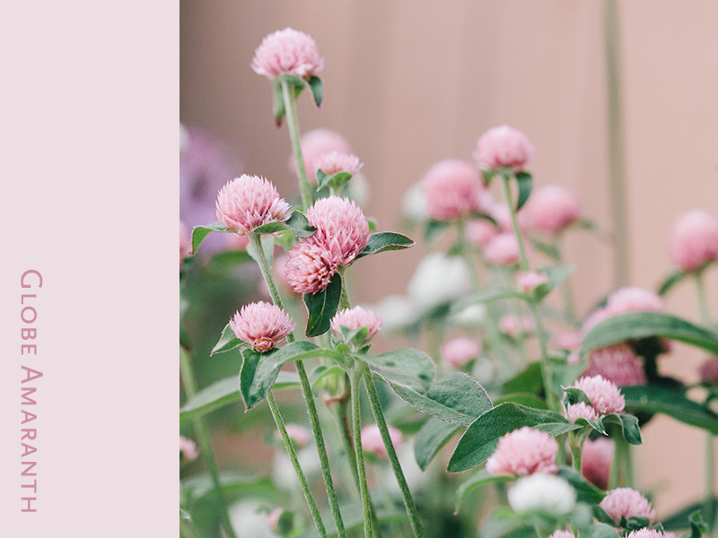 globe-amaranth