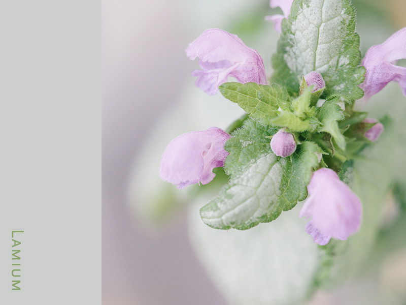 lamium