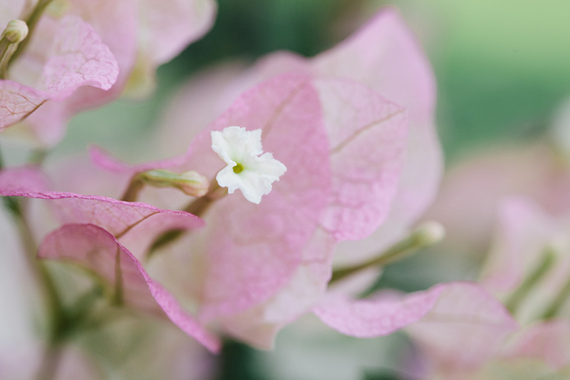 bougainvillea 2