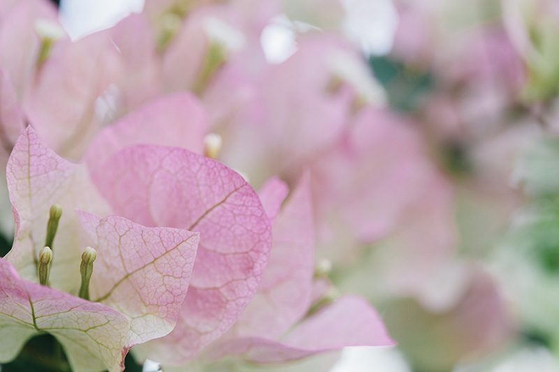 bougainvillea 3