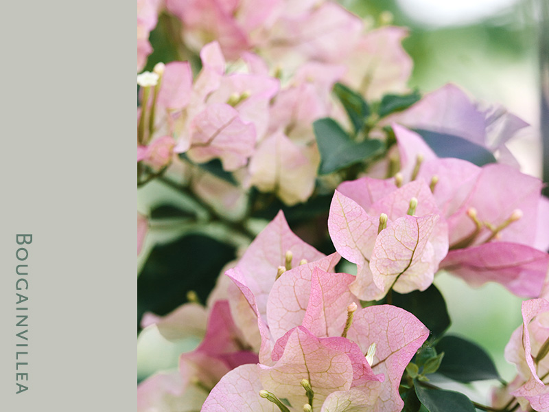 bougainvillea 1