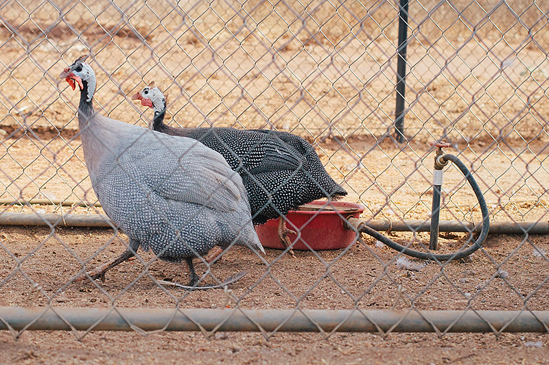 Guineas