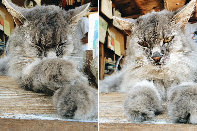 Cat at Cedros Gardens