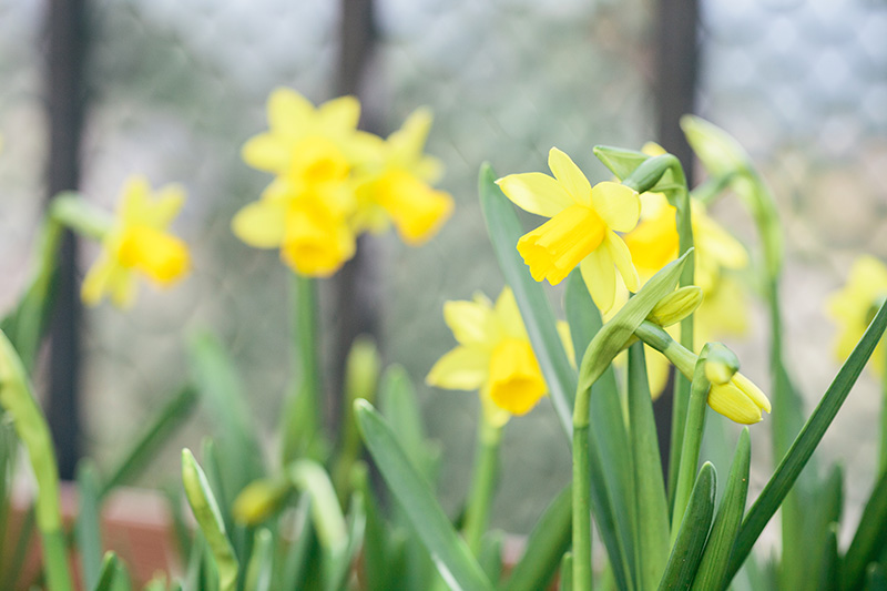 daffodil 3