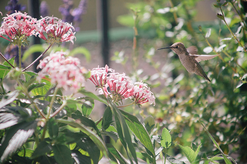Hummingbird and Pentas