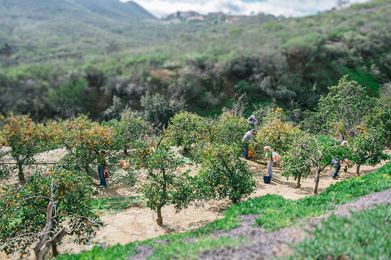 Satsuma Tangerine Pick