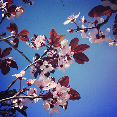 cherry blossom -ish 4