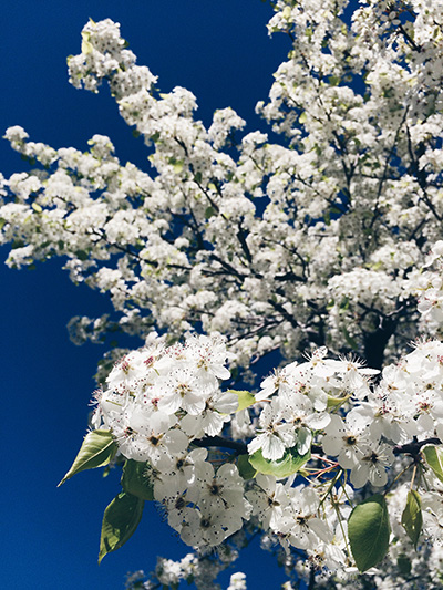 cherry blossom -ish 2