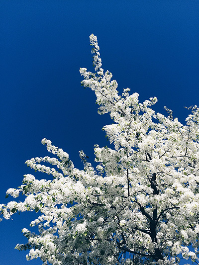 cherry blossom -ish 1