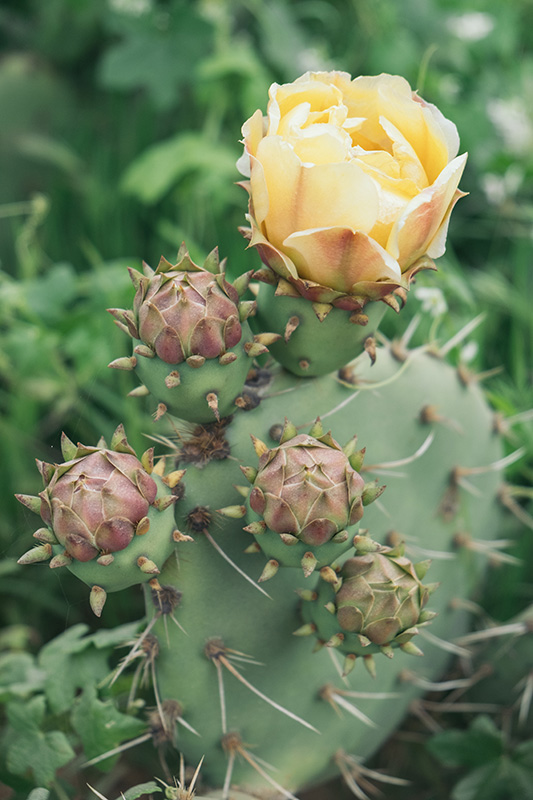 flowering cactus