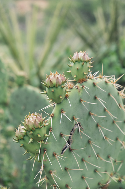 cactus flower bud