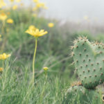 cactus heart